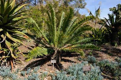 Encephalartos manike