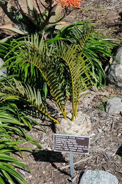 Encephalartos trisp