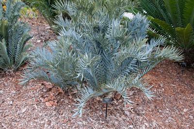 Encephalartos trispi