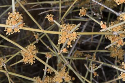 Ephedra trifurca