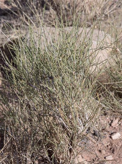 Ephedra viridis