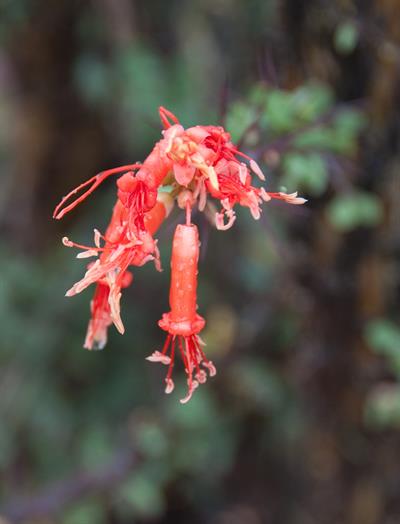 Epilobium canum