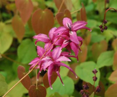 Epimedium