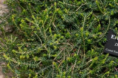 Erica x darleyensis