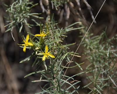 Ericameria bloomeri