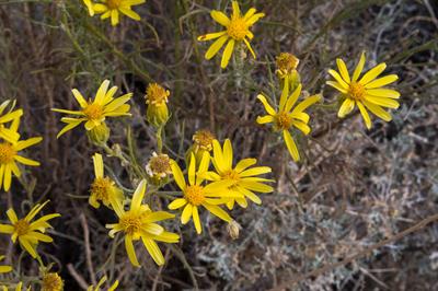 narrowleaf goldenbush