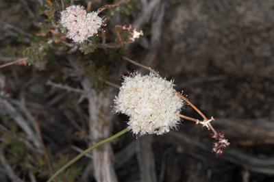 Eriogonum fasciculat