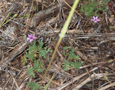 Erodium cicutarium