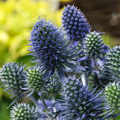 Eryngium