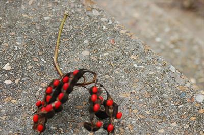 Erythrina herbacea