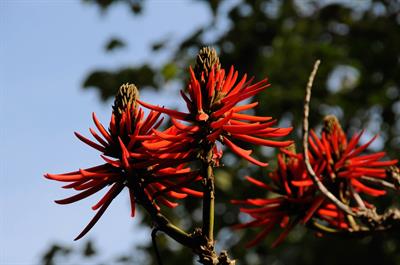 Erythrina lysistemon