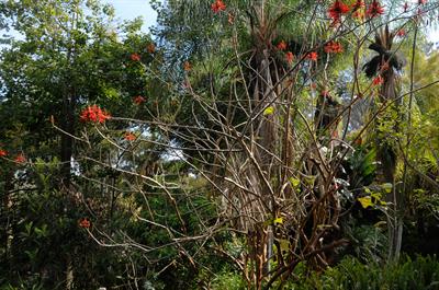 Erythrina lysistemo