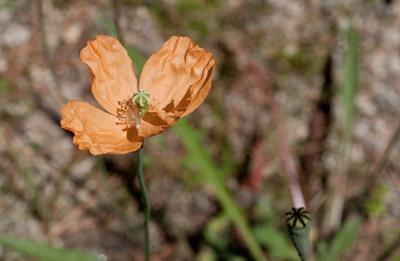 Eschscholzia califor