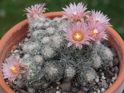 Escobaria