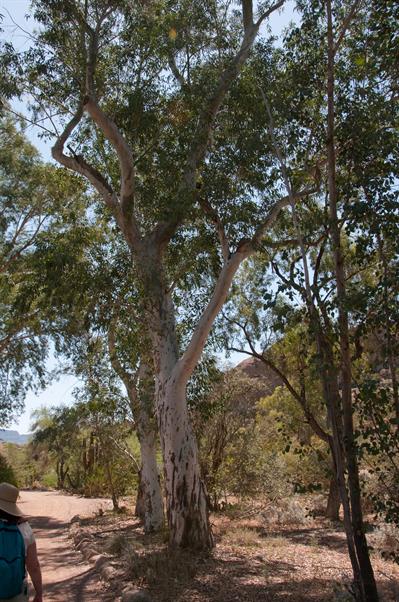 Eucalyptus camaldul
