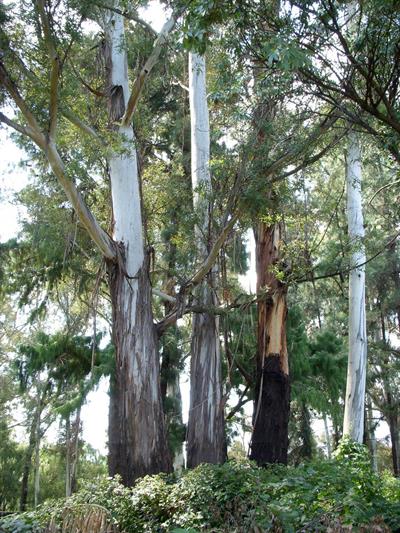 Eucalyptus globulus
