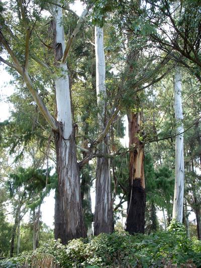 Eucalyptus globulus - اکاليپتوس گلوبولوس