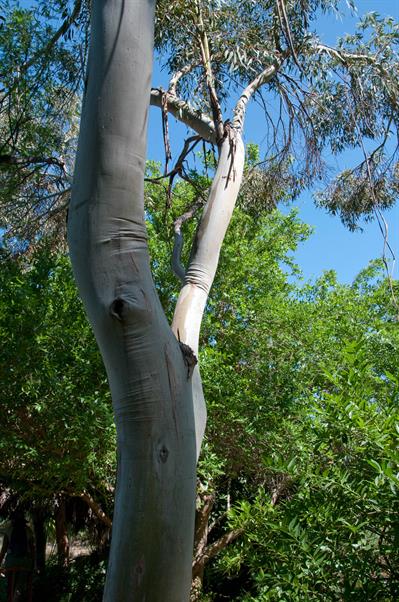 Eucalyptus leucoxylo