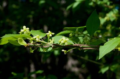 Euonymus alatus