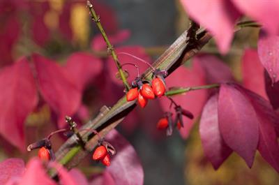 Euonymus alatus