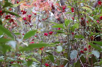 Euonymus americanus