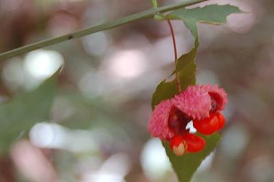 Euonymus americanus