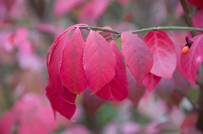 Euonymus atropurpure - اِئونیموس شرقی (واهوی شرقی)