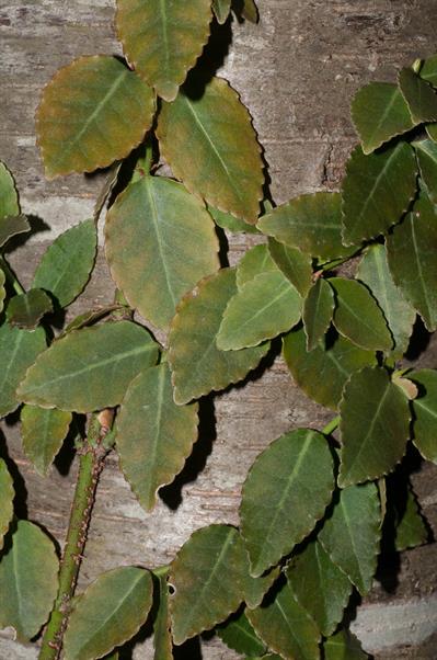 Euonymus fortunei - شمشاد پیچ