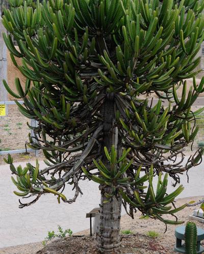 Euphorbia candelabru