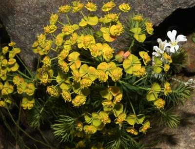  Euphorbia cyparissi