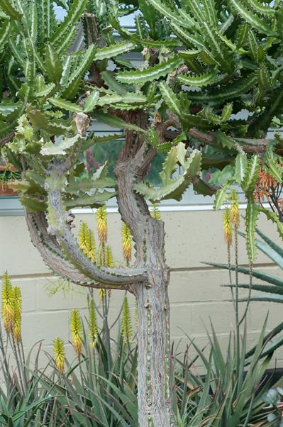  Euphorbia lactea