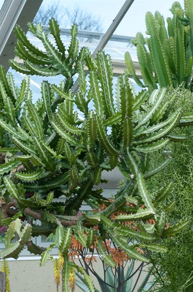 Euphorbia lactea