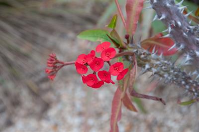 Euphorbia milii - مرجان مینیاتوری