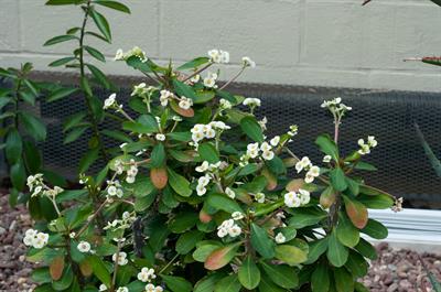 Euphorbia milii - مرجان مینیاتوری