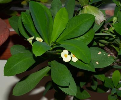  Euphorbia milii