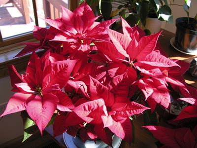 Euphorbia pulcherrim