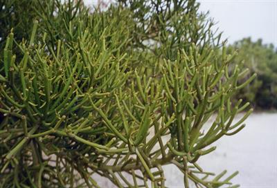 Euphorbia tirucalli