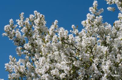 Exochorda x macranth