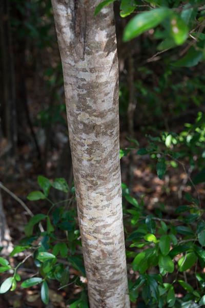 Exothea paniculata