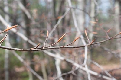 Fagus grandifolia