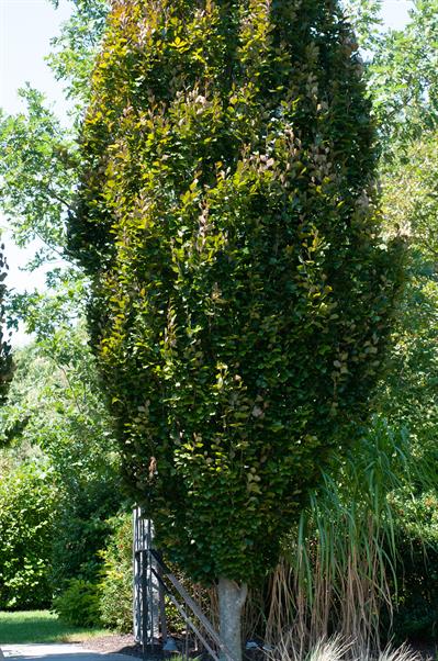 Fagus sylvatica