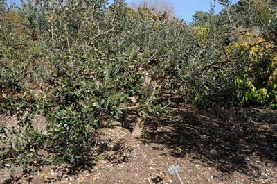 Feijoa sellowiana