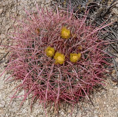 California barrel cactus