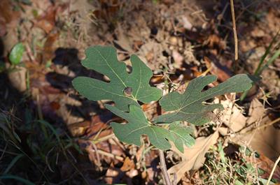 Ficus carica