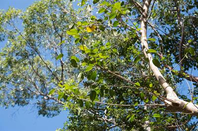 shortleaf fig