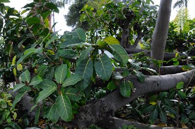 Ficus lutea