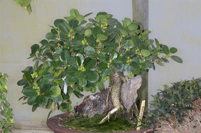 Ficus microcarpa