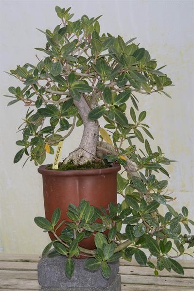 Ficus microcarpa