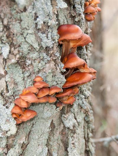 Flammulina velutipes