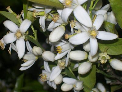 Citrus aurantium